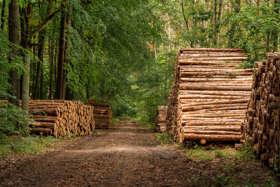 Bois certifié FSC